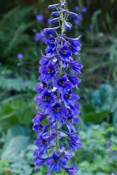 Delphinium delavayi Franch.的圖片