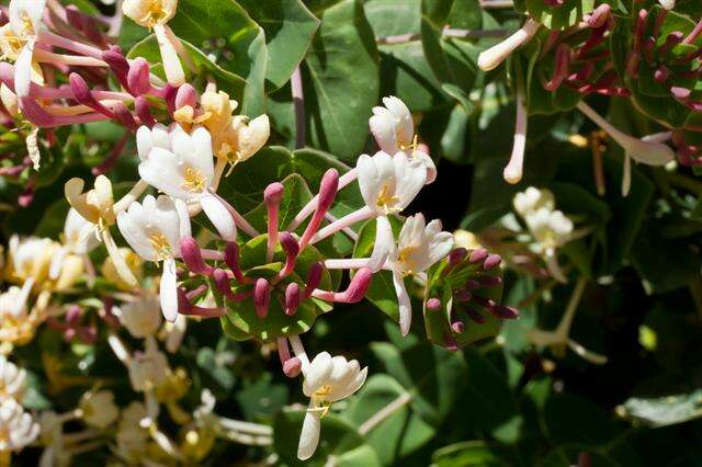 Image of Evergreen Honeysuckle