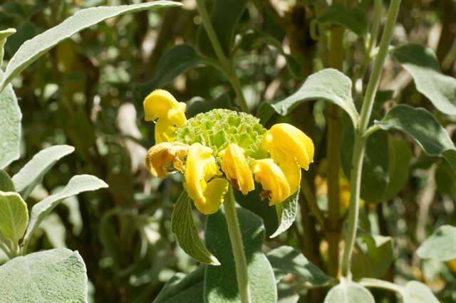 Image of shrubby Jerusalem sage