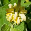 Image of Phlomis samia L.