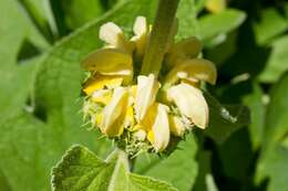 Image of Phlomis samia L.