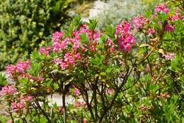 Image of Hairy Alpenrose