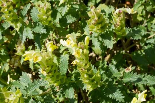 Scutellaria caucasica A. Ham.的圖片