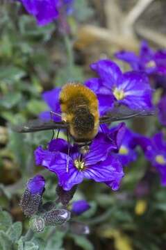 Image of Bombylius