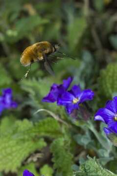 Image of Bombylius