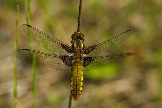 Image of Libellula Linnaeus 1758