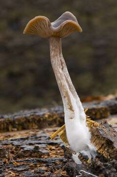 Image of Pseudoclitocybe