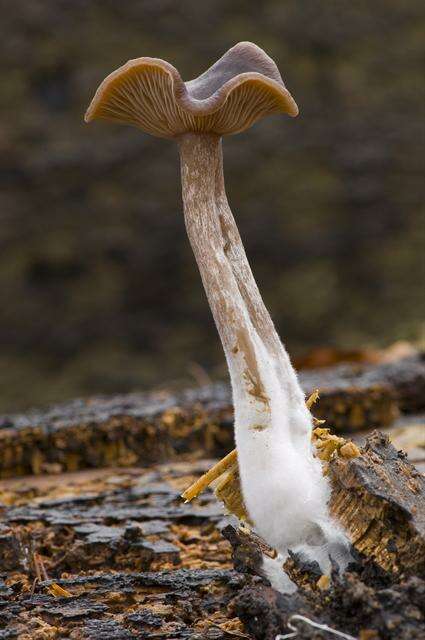 Imagem de Pseudoclitocybe