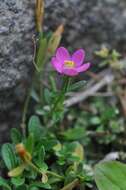 Image of Centaurium scilloides (L. fil.) Samp.