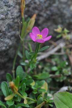 Image of Centaurium scilloides (L. fil.) Samp.