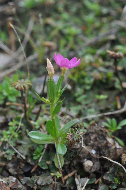 Image of Centaurium scilloides (L. fil.) Samp.