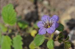 Phacelia bolanderi A. Gray的圖片