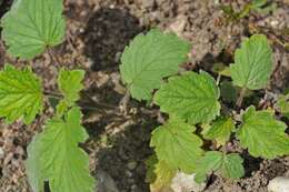 Image of Bolander's phacelia