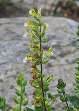 Image of yellow germander