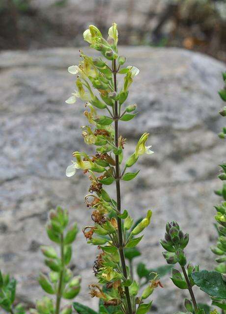 Sivun Teucrium flavum L. kuva