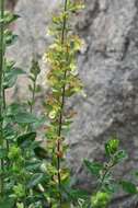 Sivun Teucrium flavum L. kuva