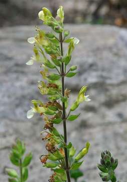 Image of yellow germander