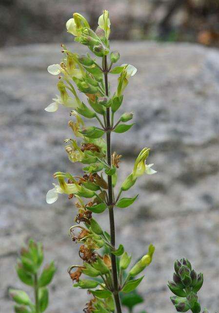 Sivun Teucrium flavum L. kuva