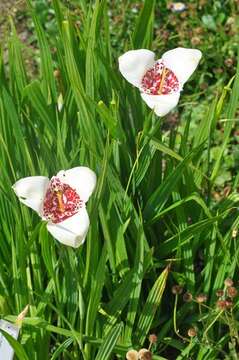 Image of peacock flower