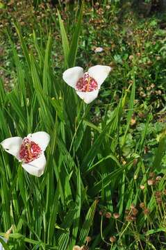 Image of peacock flower