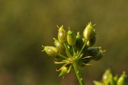 Image of waterdropwort