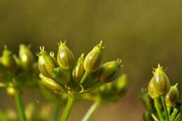 Image of waterdropwort