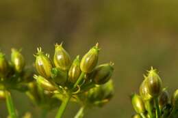 Image of waterdropwort