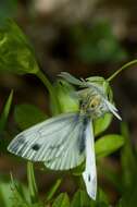 Plancia ëd Pieris