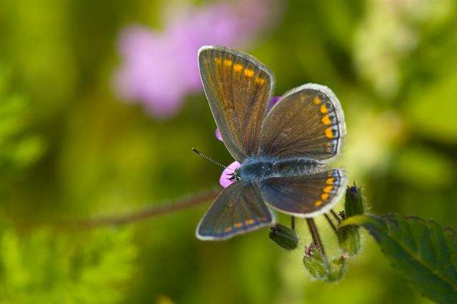 Image of Polyommatus