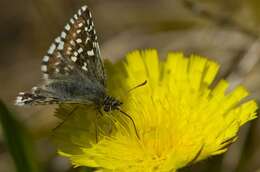 Image of Checkered-Skippers