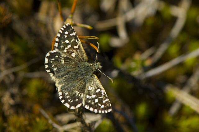 Image of Checkered-Skippers