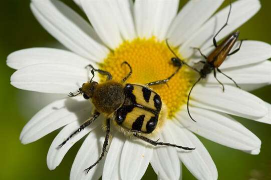 Image of Bee Beetles