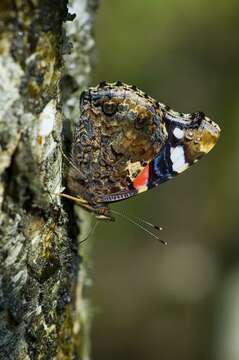 Image of Ladies and Red Admiral