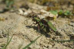 Sivun Cicindela kuva