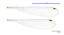 Image of Nososticta koongarra Watson & Theischinger 1984