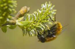 Imagem de Eristalis intricaria (Linnaeus 1758)