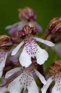 Image of Man Orchids