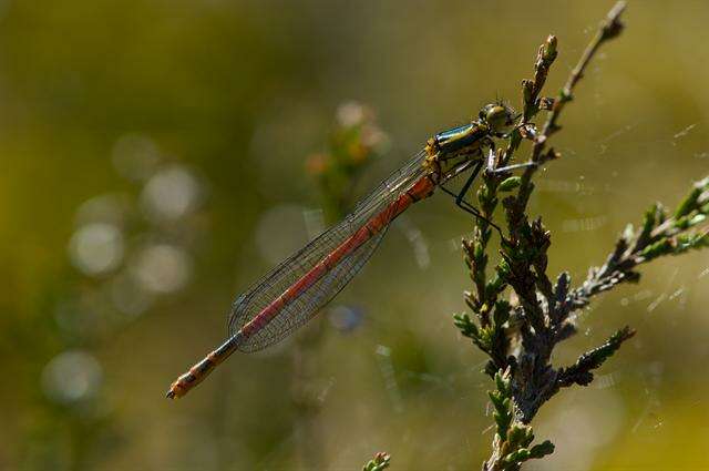 Pyrrhosoma Charpentier 1840 resmi