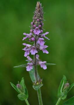 Слика од Stachys palustris L.