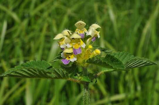 Image of hempnettle