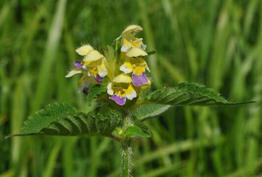 Image of hempnettle