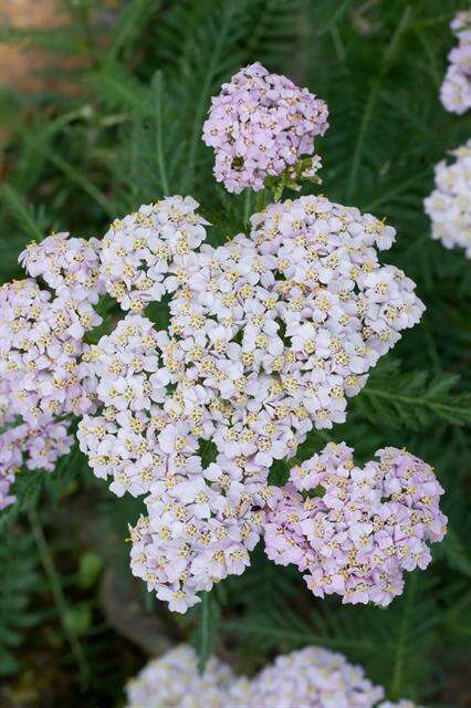 Image of common yarrow