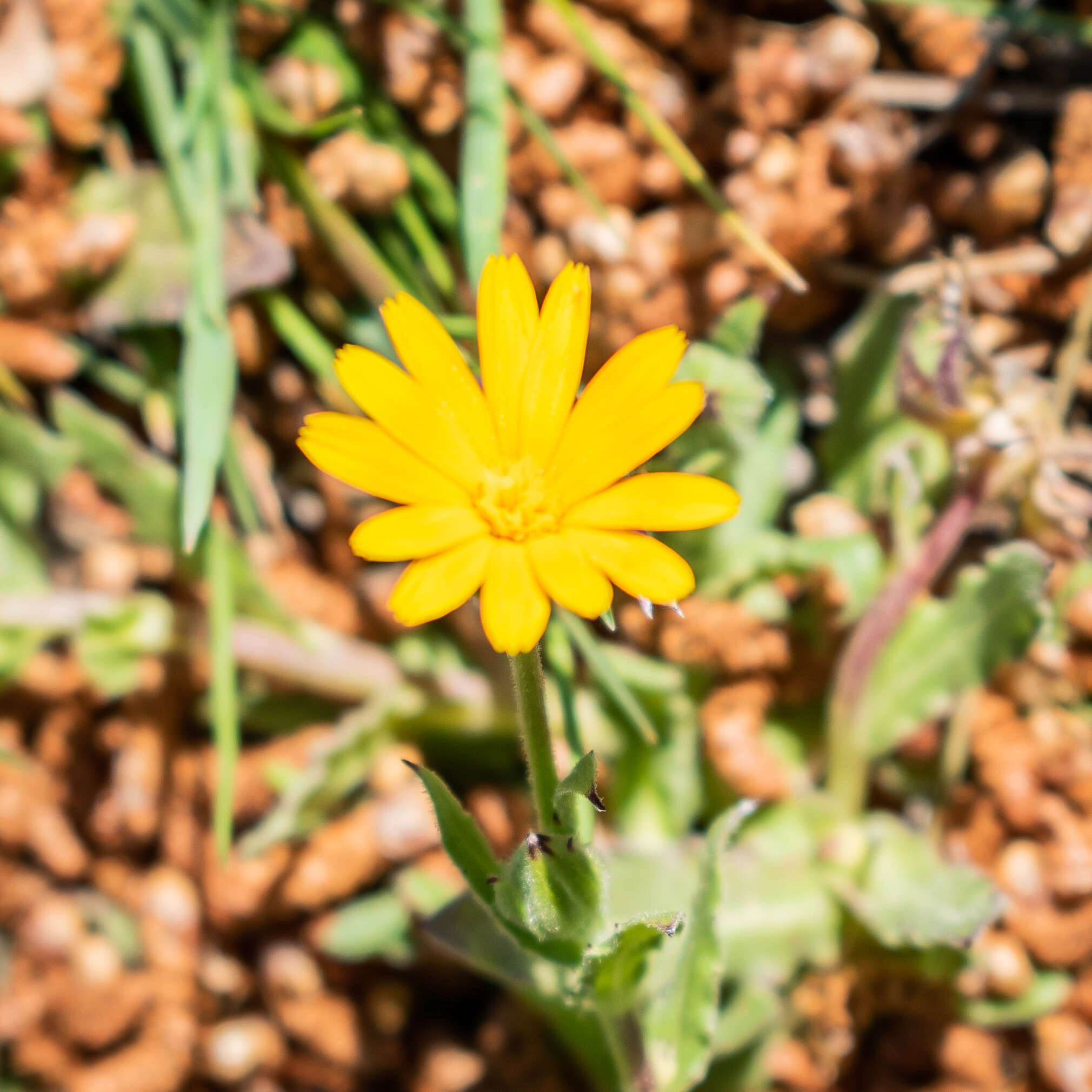 Image of field marigold