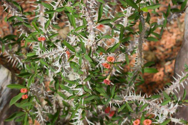 Sivun Euphorbia delphinensis Ursch & Leandri kuva