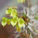 Image de Euphorbia genoudiana Ursch & Leandri