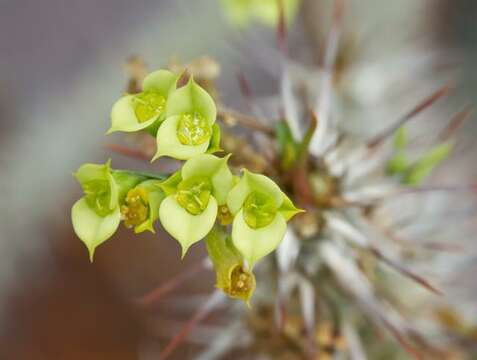 Image de Euphorbia genoudiana Ursch & Leandri