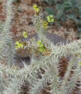 Imagem de Euphorbia genoudiana Ursch & Leandri