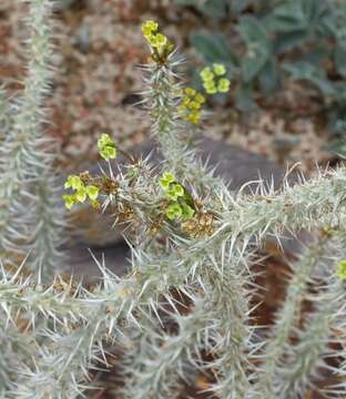 Image of Euphorbia genoudiana Ursch & Leandri