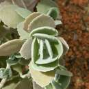 Kalanchoe millotii resmi