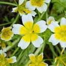 Imagem de Limnanthes douglasii R. Br.